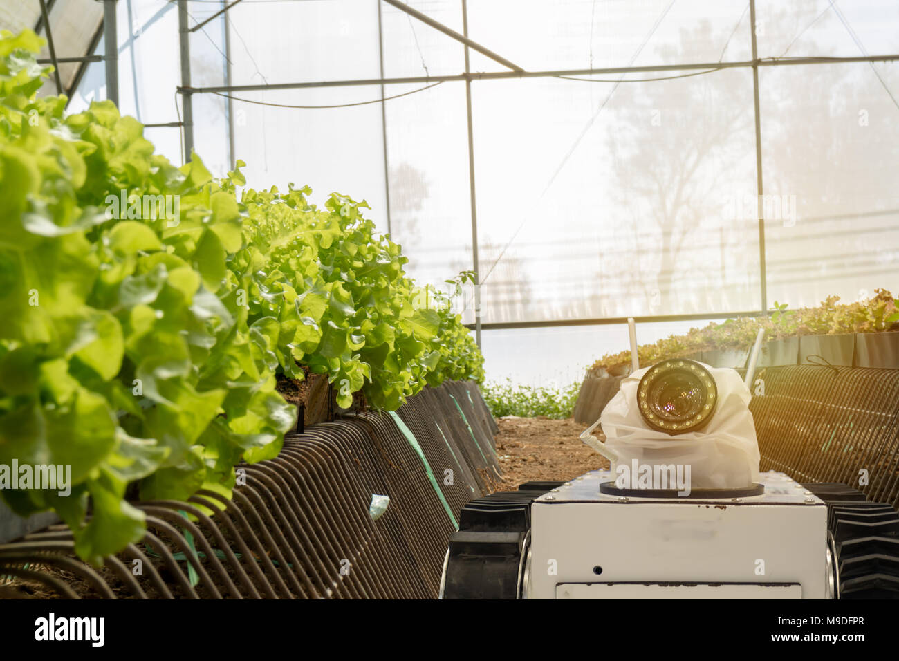 Robotique intelligente dans l'agriculture, concept futuriste robot-agriculteurs (automatisation) doit être programmé pour fonctionner à la verticale ou à l'intérieur ferme pour augmenter l'eff Banque D'Images