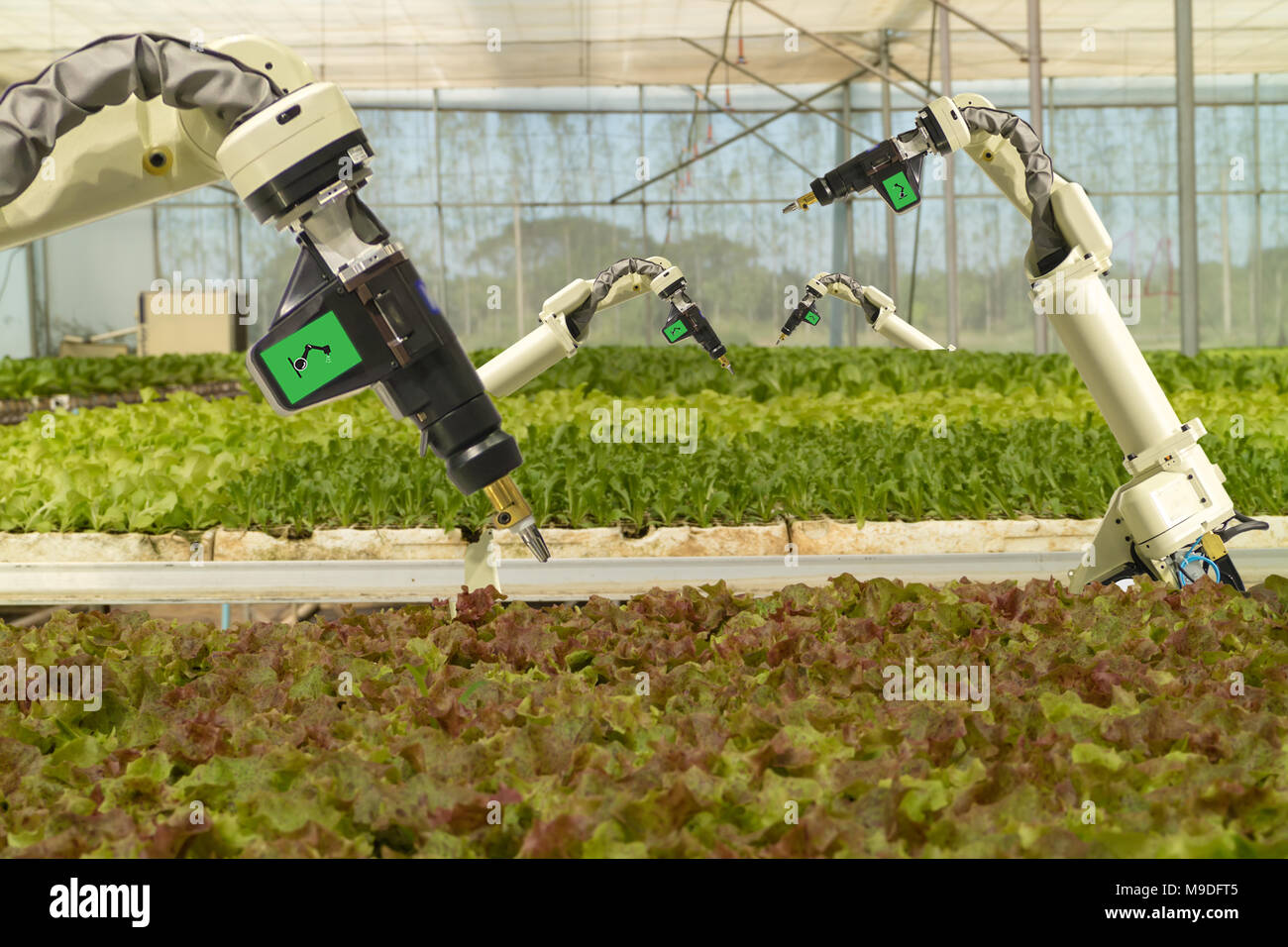 Robotique intelligente dans l'agriculture, concept futuriste robot-agriculteurs (automatisation) doit être programmée pour travailler pour la pulvérisation d'engrais chimiques,ou augmenter effici Banque D'Images