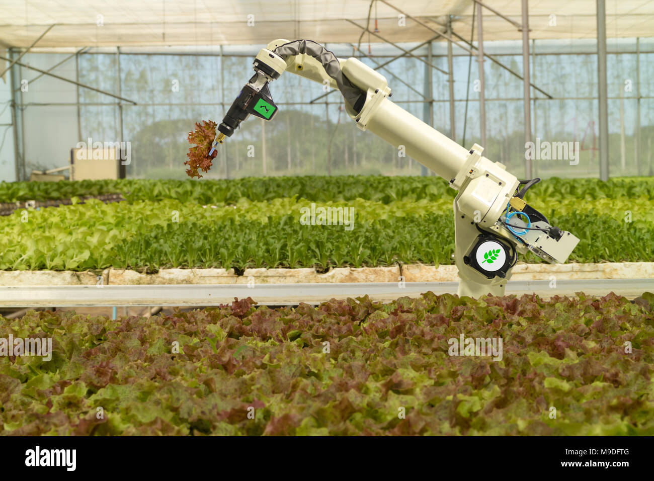 Robotique intelligente dans l'agriculture, concept futuriste robot-agriculteurs (automatisation) doit être programmée pour travailler pour la pulvérisation d'engrais chimiques,ou augmenter effici Banque D'Images
