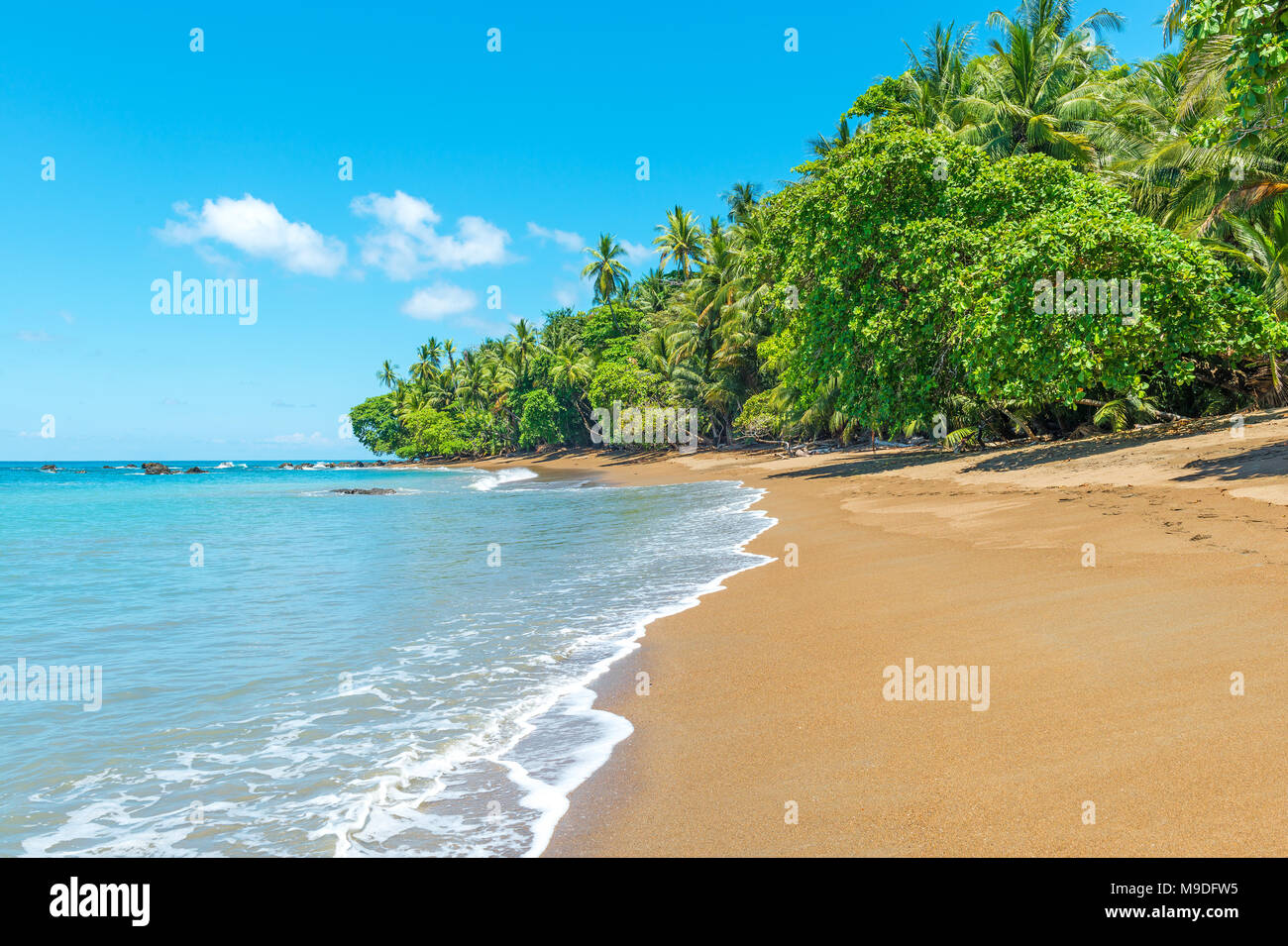 Plage tropicale à l'intérieur du parc national du Corcovado le long de l'océan Pacifique avec palmiers, péninsule d'Osa, Costa Rica, Amérique centrale. Banque D'Images