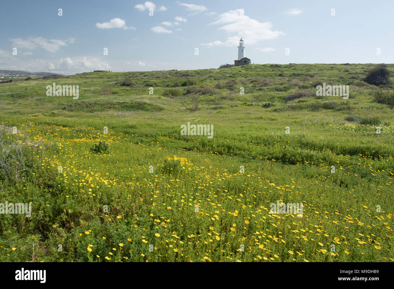 Phare de Paphos avec fleurs de printemps jaune protégeant le port de Paphos, Paphos, Chypre, Côte Méditerranéenne, Europe Banque D'Images