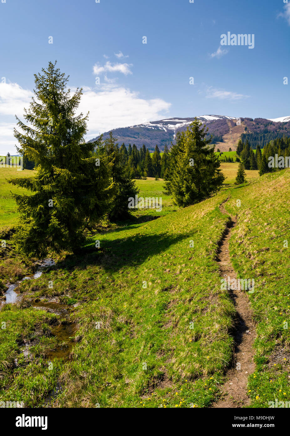 Sentier étroit le long des collines boisées. magnifique paysage de montagnes des Carpates au printemps. petit ruisseau coule entre les épinettes en paral Banque D'Images