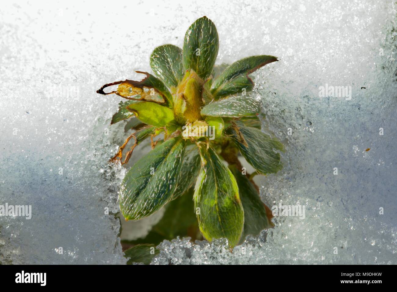 Azalea briser la glace et la neige avec des signes de dommages causés par le gel Banque D'Images