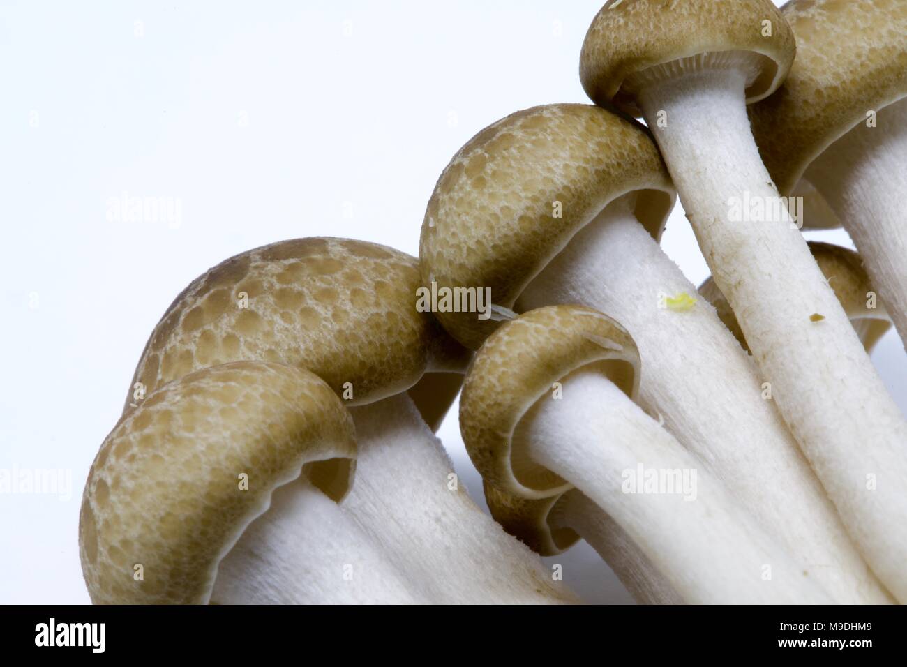 Asian brown hêtre champignons (Hypsizygus tessellatus) sur un fond blanc Banque D'Images