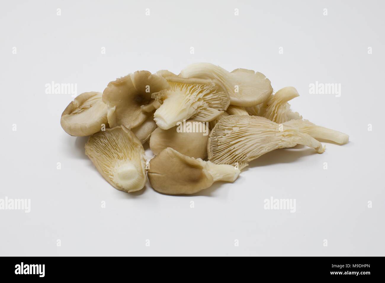 Pleurotes (Pleurotus ostreatus) sur un fond blanc Banque D'Images
