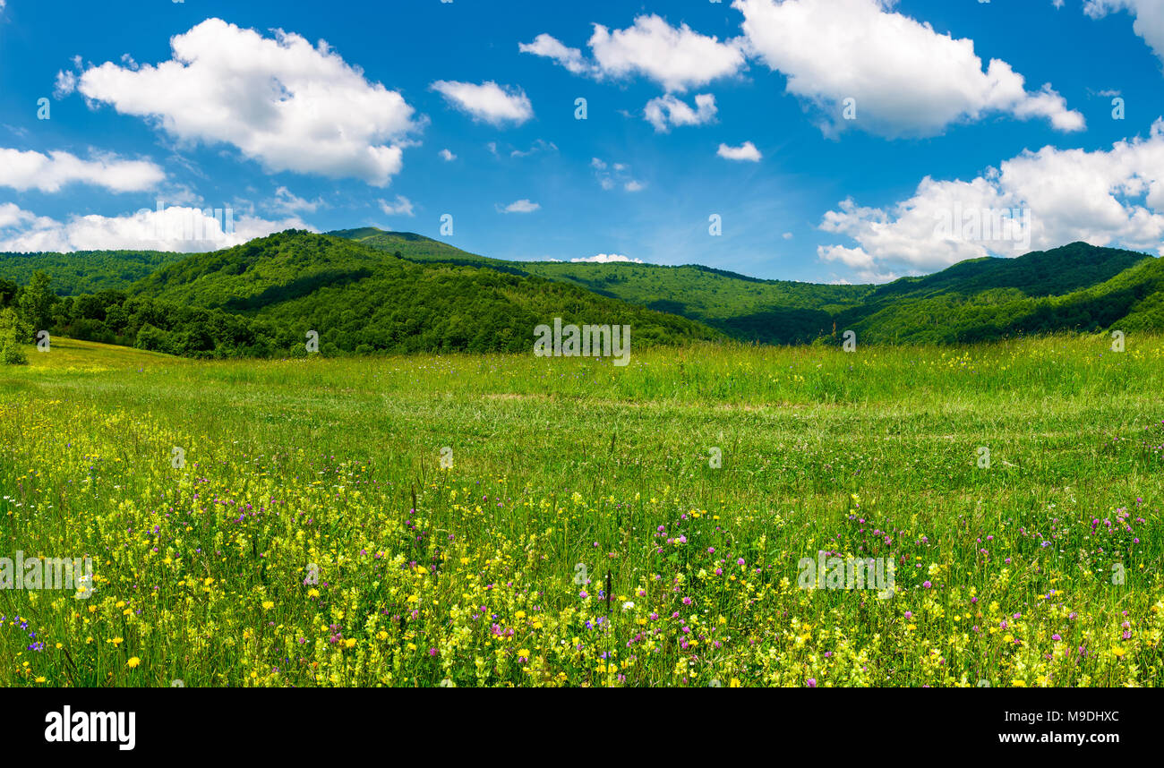 Beau paysage avec prairie dans les montagnes. d'herbes sauvages sur le terrain et quelques nuages sur un ciel bleu magnifique paysage d'été. Banque D'Images