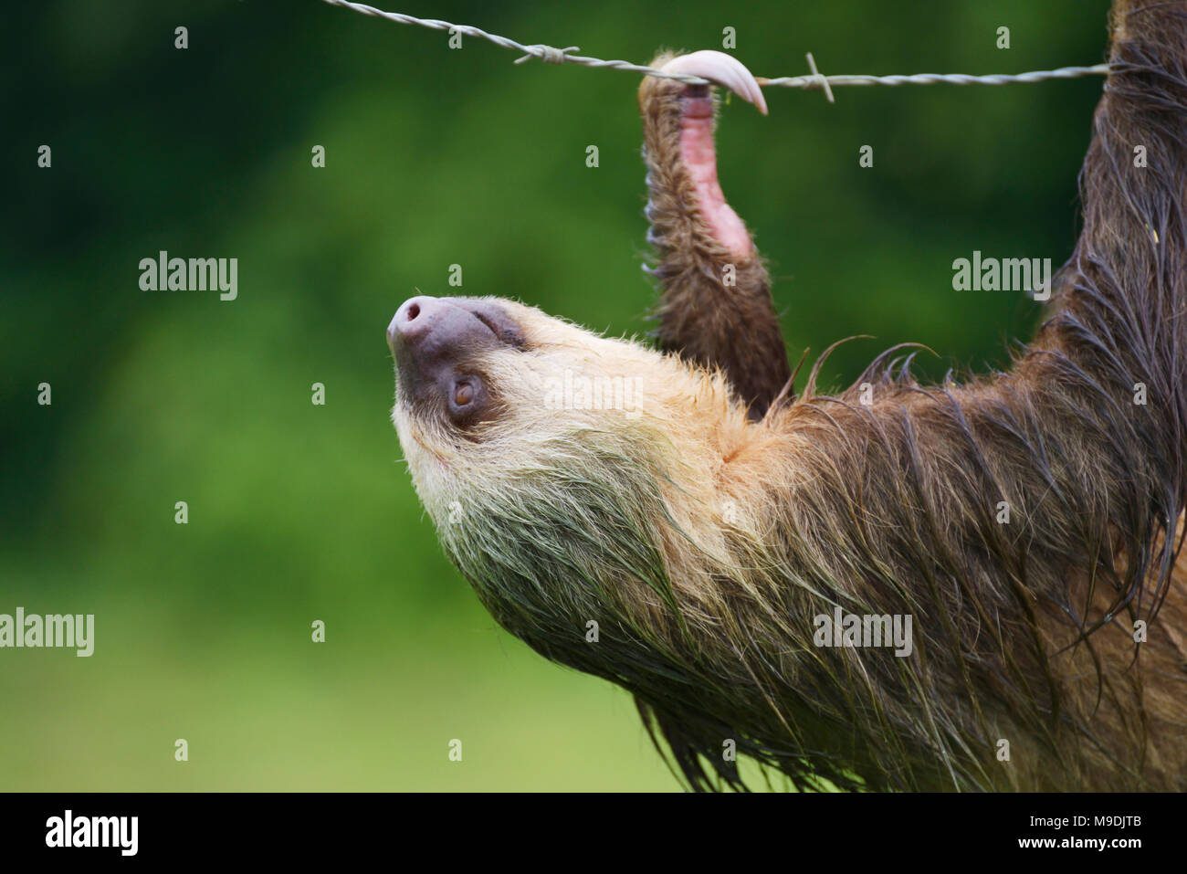 Hoffman's deux-toed sloth, Choloepus hoffmanni, Tortuguero, Costa Rica Banque D'Images