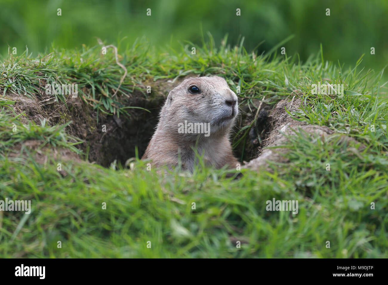 Chien de prairie, une pointe hors de son trou dans le sol, entouré d'herbe Banque D'Images