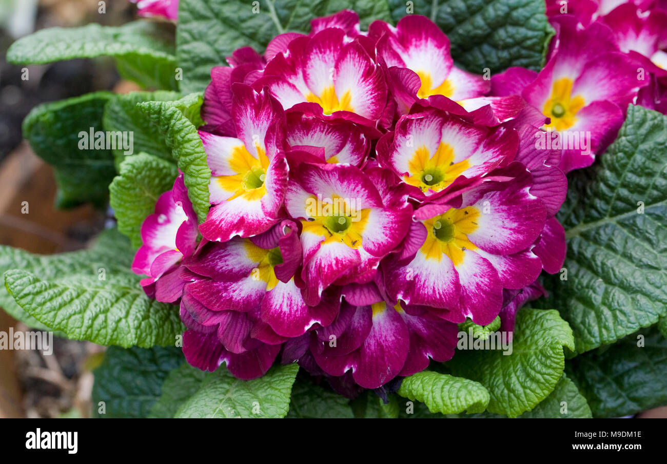 Primula polyantha. Polyanthus fleurs. Banque D'Images