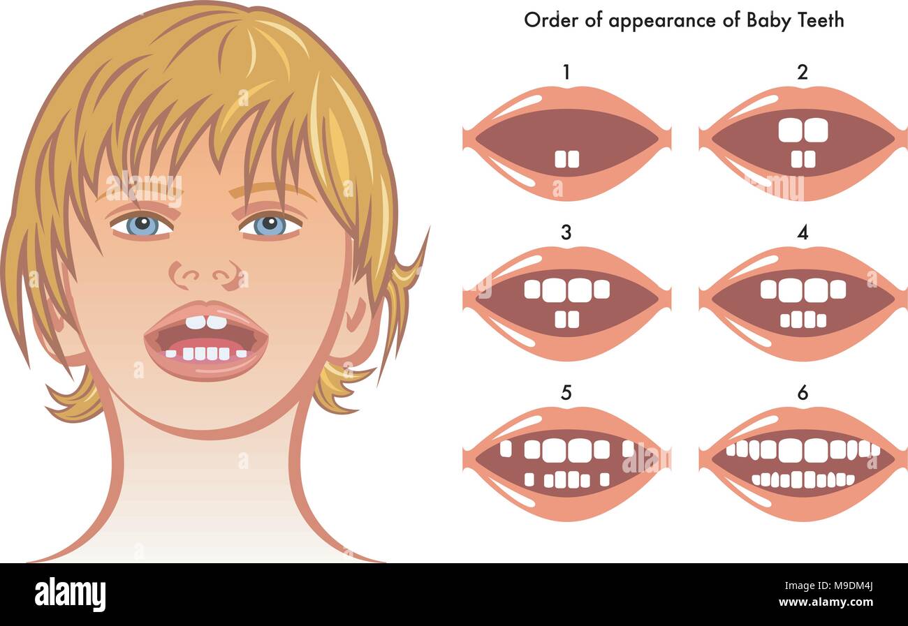 Vector illustration médicale de l'ordre d'apparition des dents de bébé Illustration de Vecteur