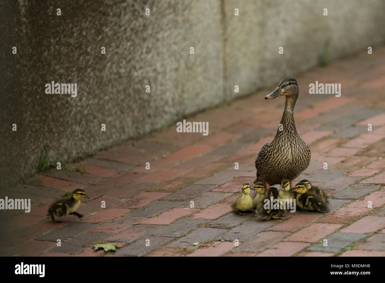 Une maman canard avec ses bébés en attente d'une dispersion de caneton à rattraper. Banque D'Images
