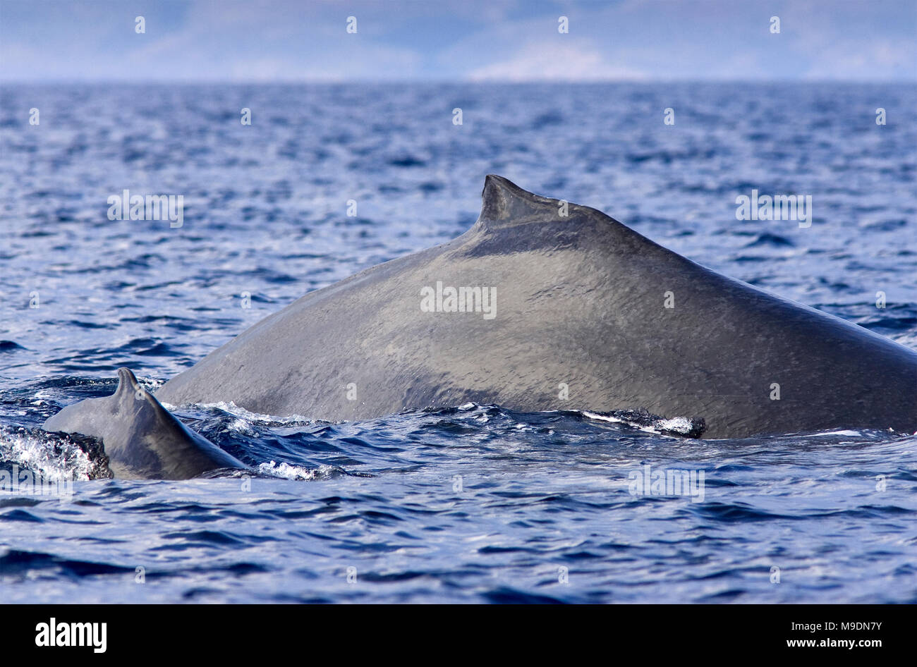 Mère et son petit ensemble de surface à bosse au large de la côte de Maui, Hawaii. Banque D'Images