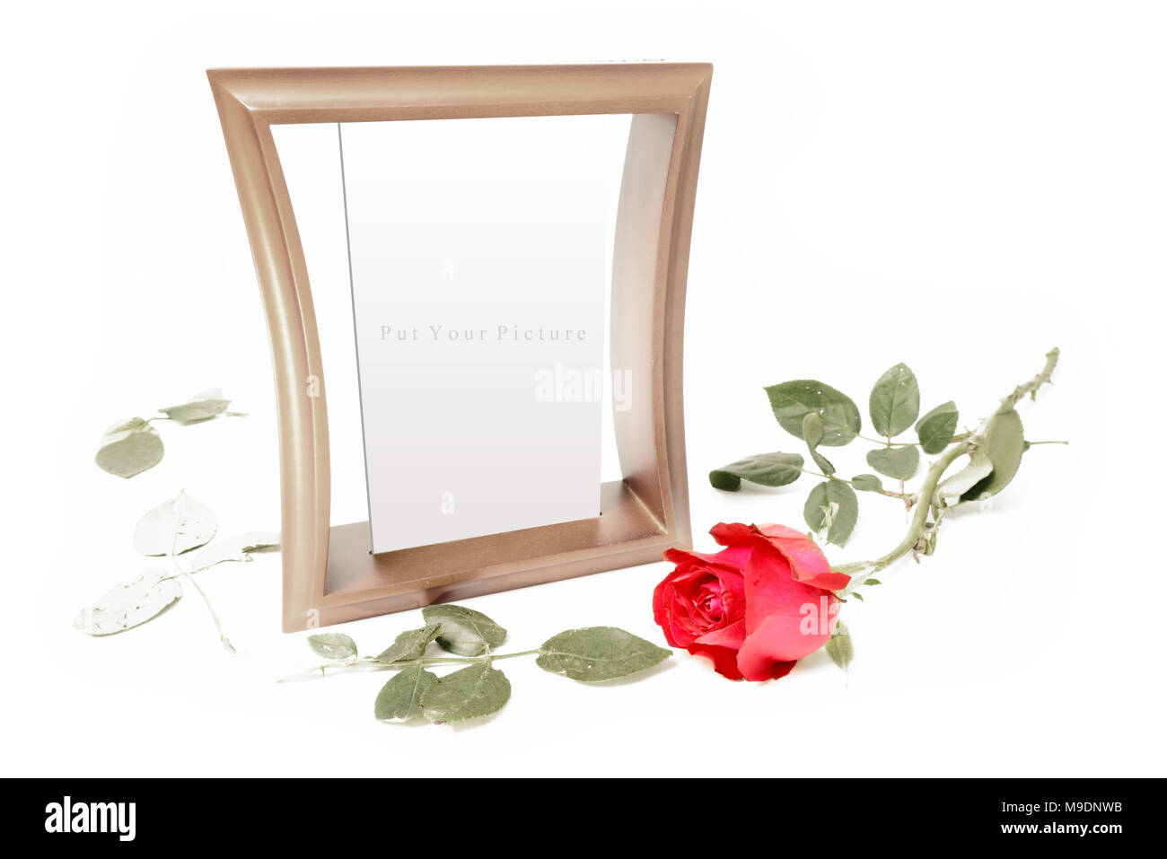 Cadre photo et une rose sur fond blanc Banque D'Images