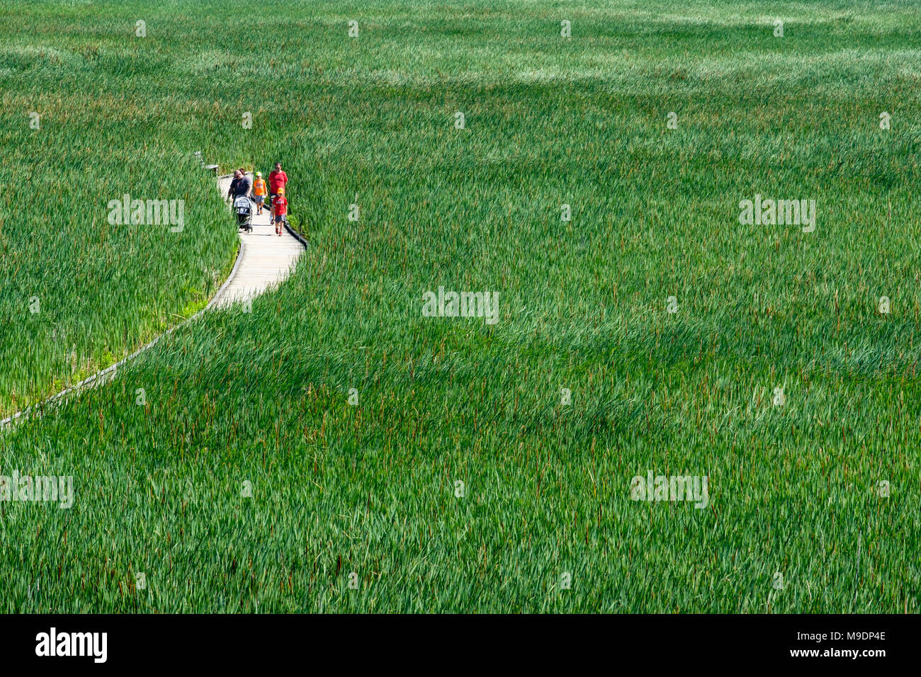 Famille se promenant sur une promenade de marais en bois à travers une mer d'herbe humide, de plantes de queue de chat (Typha latifolia), parc national de la Pointe-Pelée, Ontario, Canada. Banque D'Images