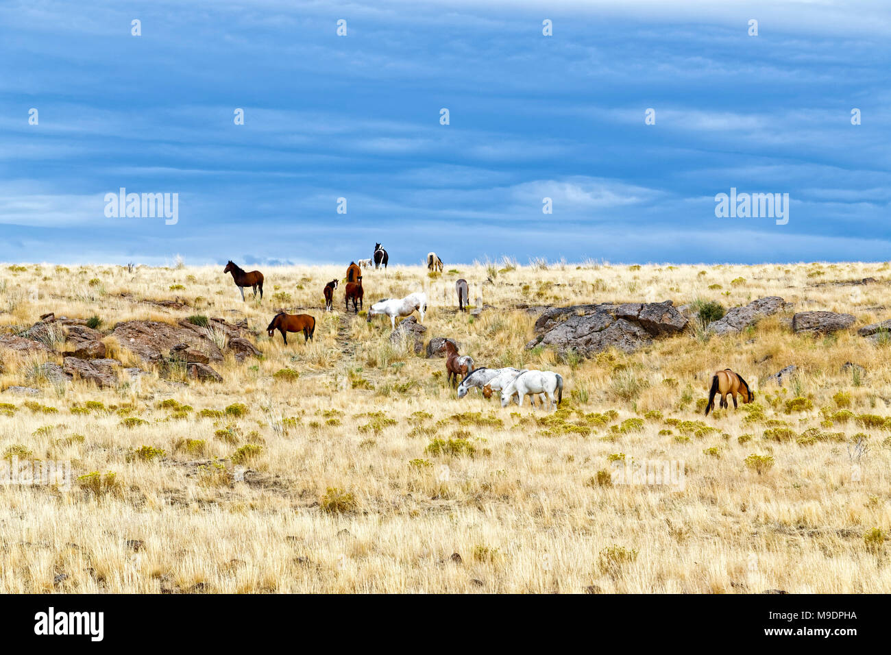 15 15 42 996,05930 troupeau chevaux sauvages (adultes et poulain) sur une haute herbe sèche des prairies et de l'alimentation du désert à pied sur une crête rocheuse, dramatique ciel bleu Banque D'Images