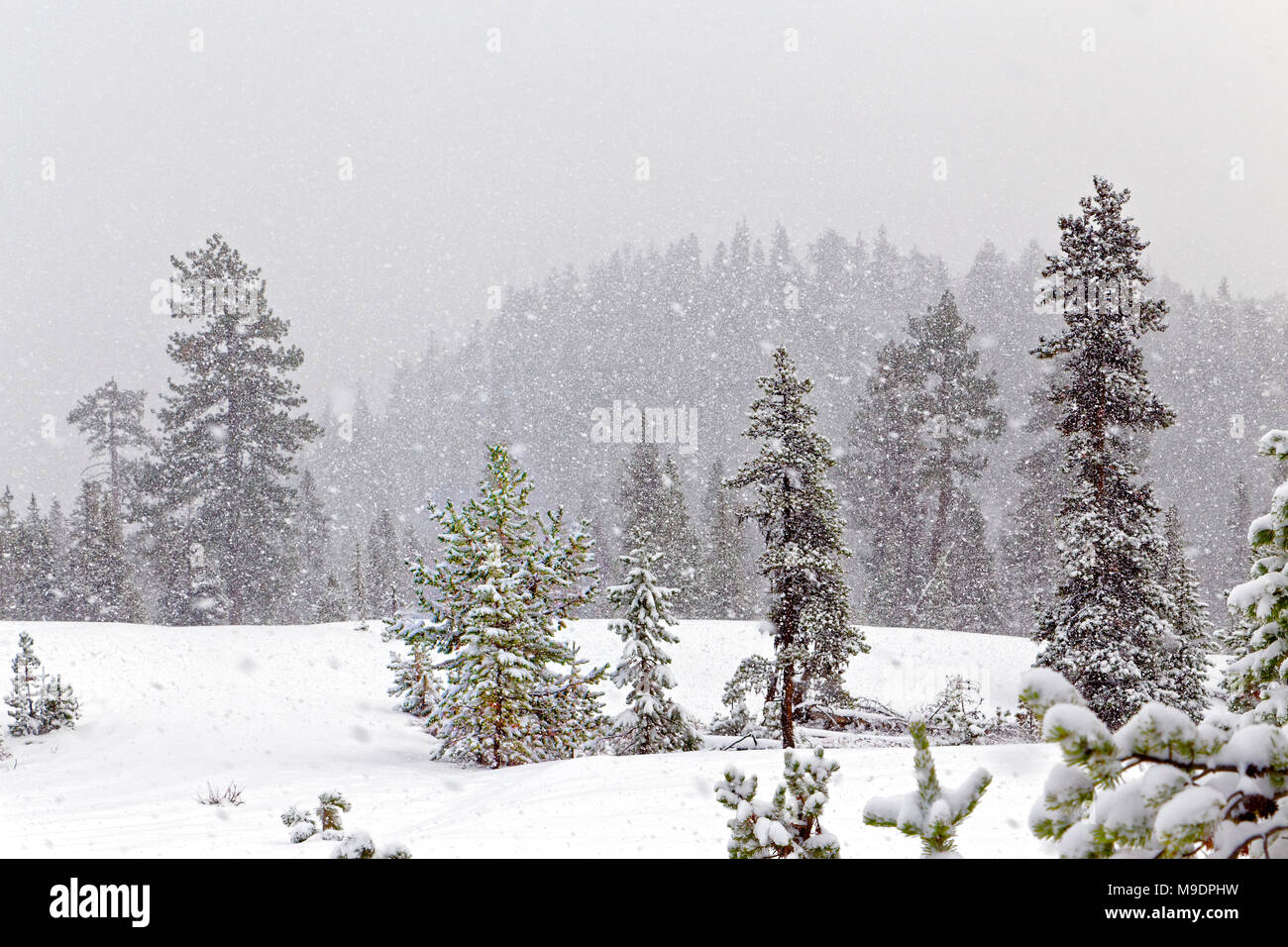 43 042,07668 neige hiver fond lourdement sur la colline et la forêt de conifères clairsemés, pré ouvert hiver neige paysage de voile blanc Banque D'Images