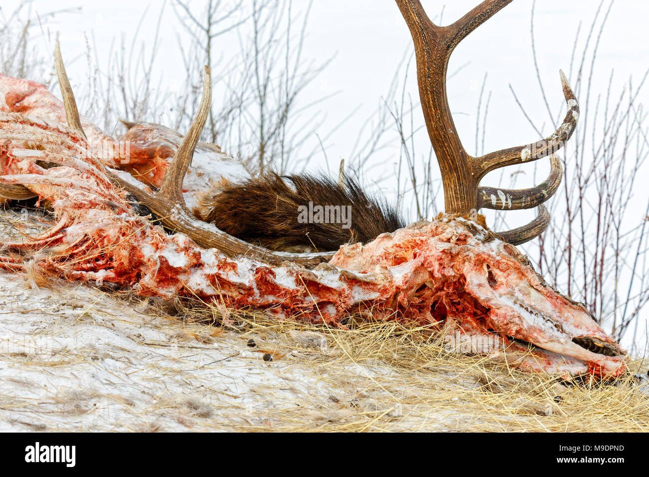 43 110,08647 gros plan de la tête, du cou et du panache un bull Elk tué et mangé par les loups et les corbeaux dans la neige de l'hiver Banque D'Images