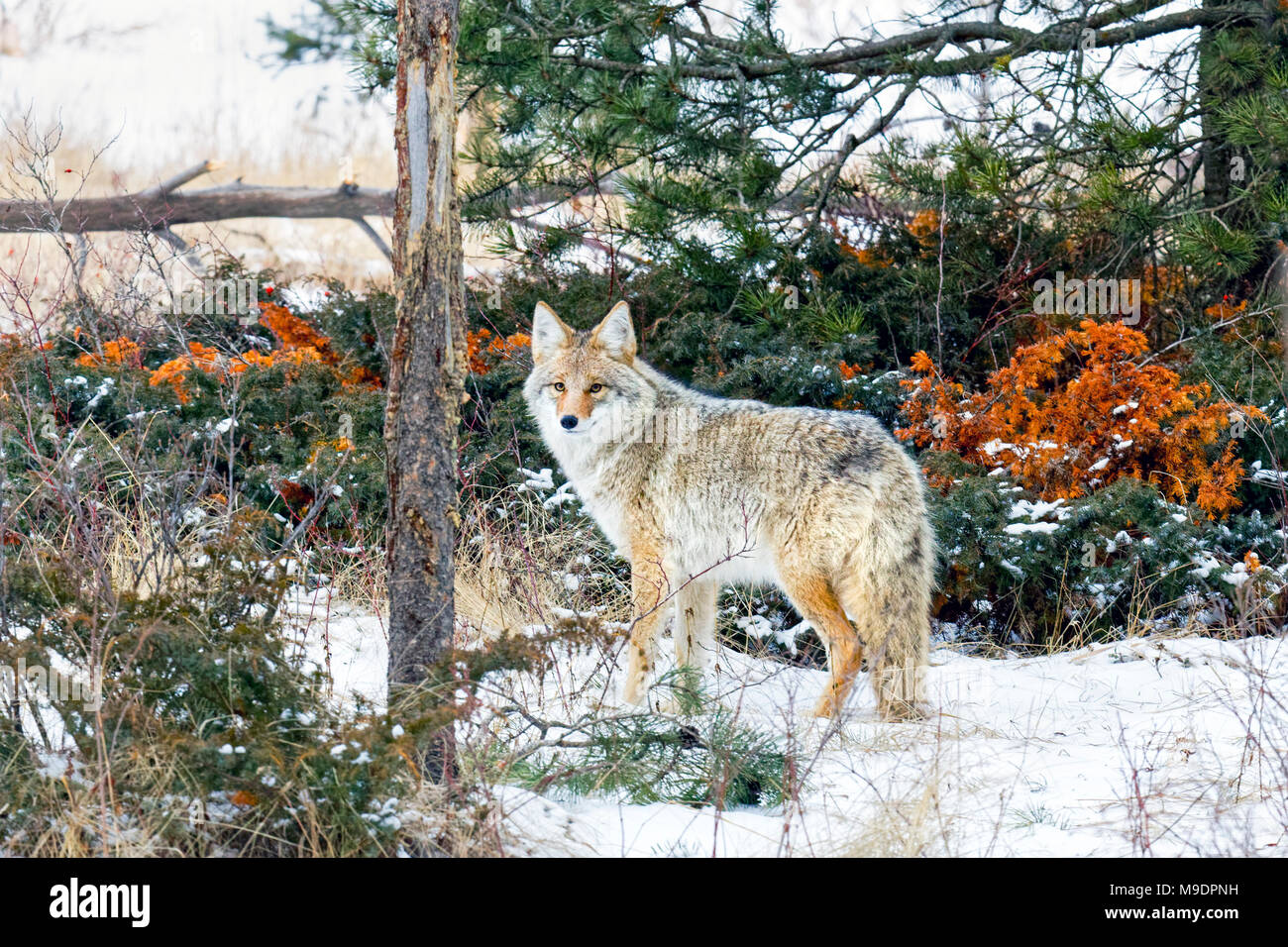 43 110,08679 Coyote d'alerte dans la neige et la forêt de conifères sous étages est à la recherche de retour à vous Banque D'Images
