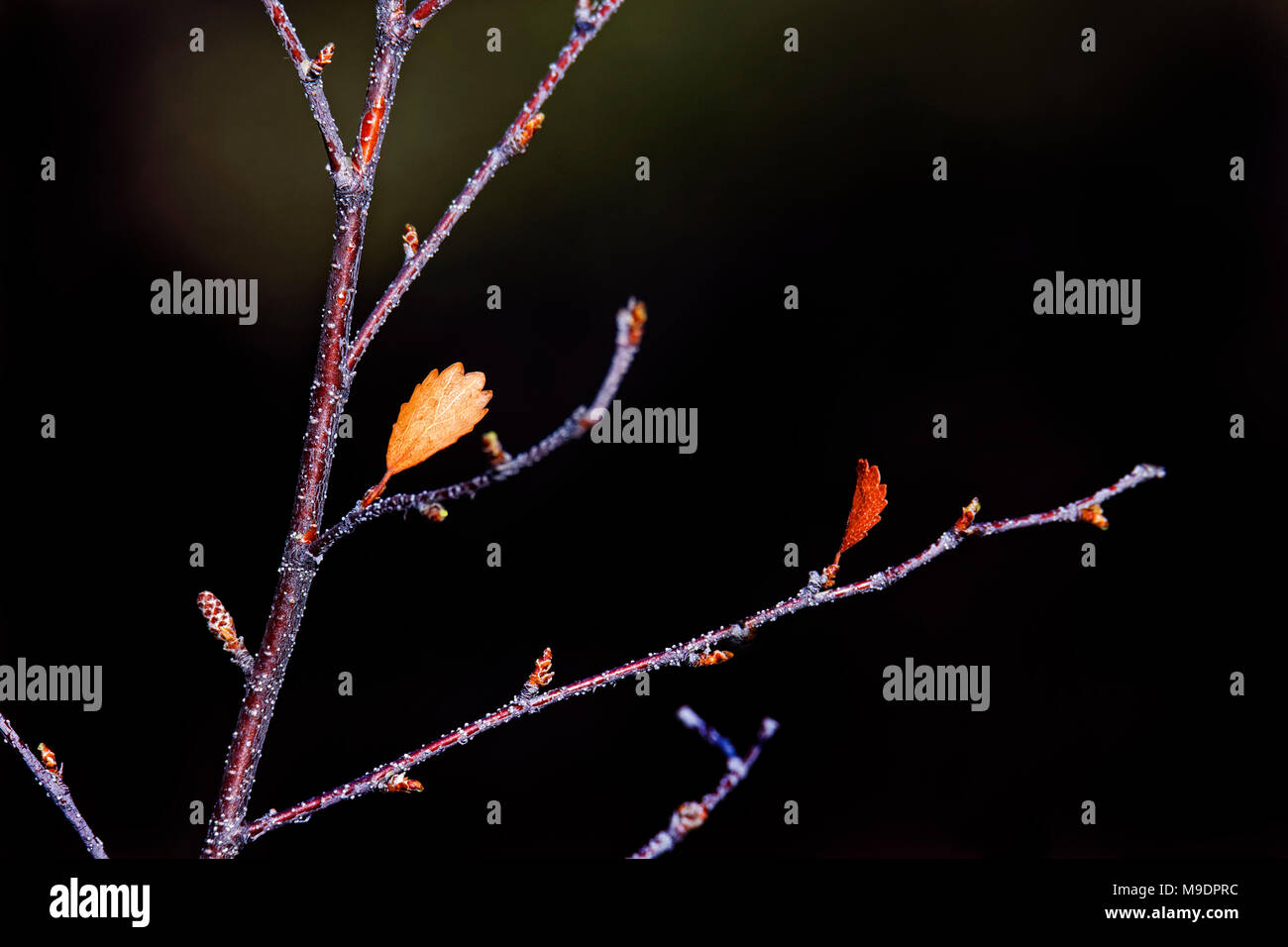 Chaud 43 120,09228 close-up d'un arbuste d'hiver rouge rougeâtre de brindilles, brun-jaune et les feuilles et les bourgeons contre un arrière-plan foncé presque noir Banque D'Images