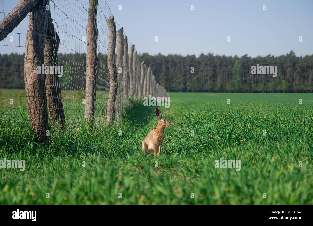 Lièvre d'Europe Lepus europaeus assis dans le champ avec une clôture à proximité. Banque D'Images