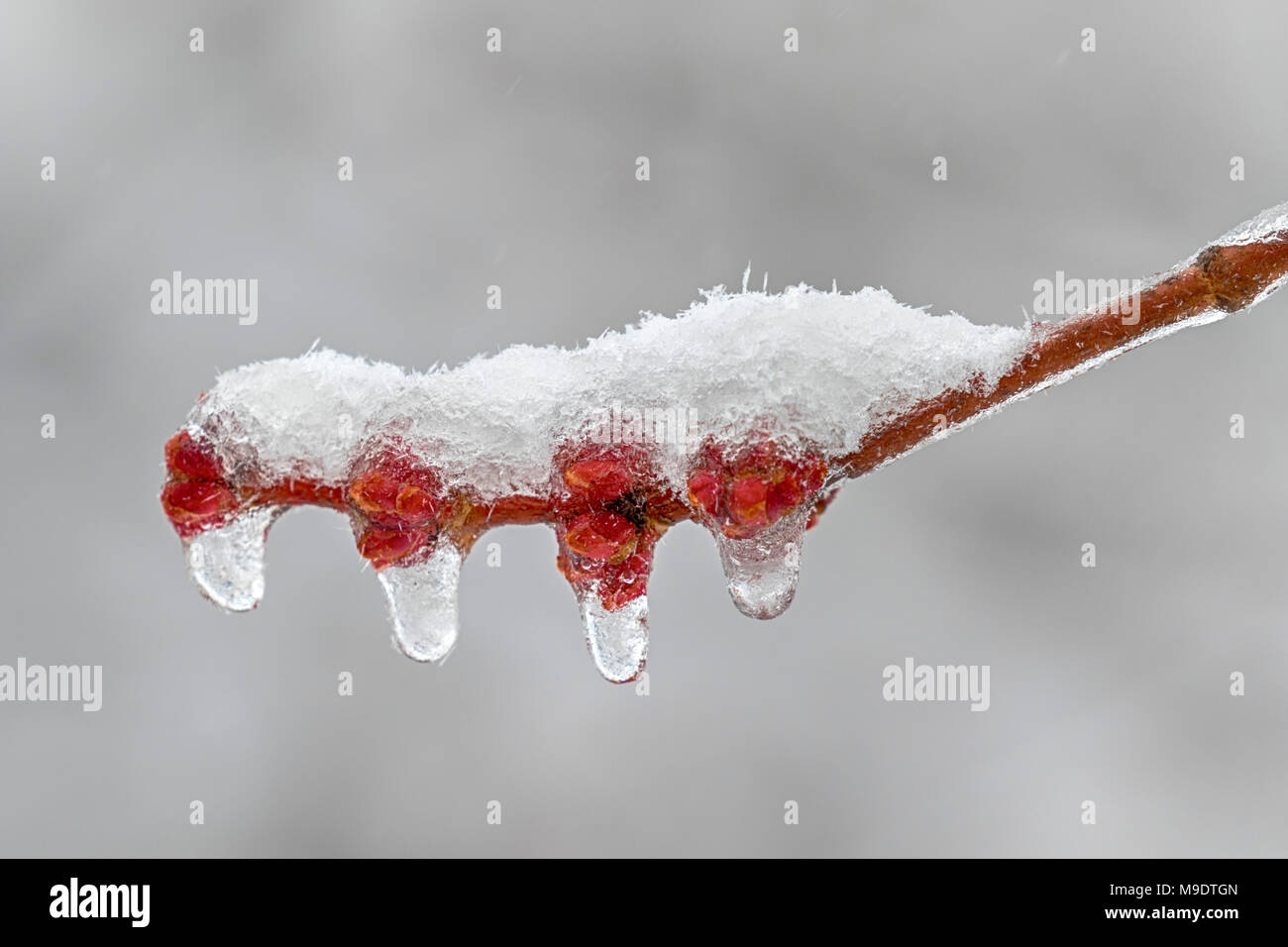 Tempête de printemps, le thé glacé et couvert de neige arbre bourgeons, Ames, Iowa, USA. Banque D'Images