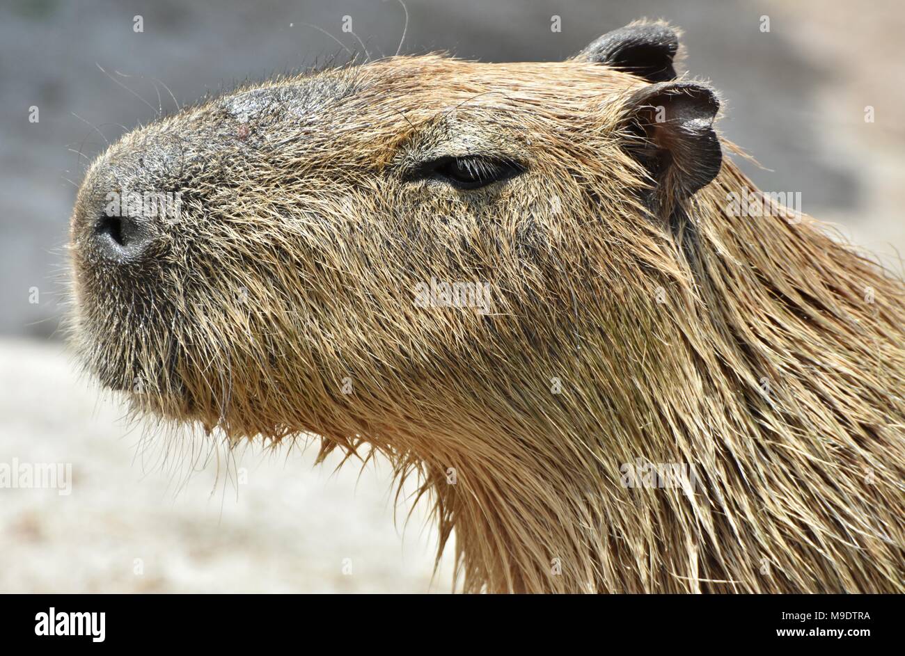 Le Capybara (Hydrochoerus hydrochaeris), originaire d'Amérique du Sud est le plus grand rongeur du monde Banque D'Images