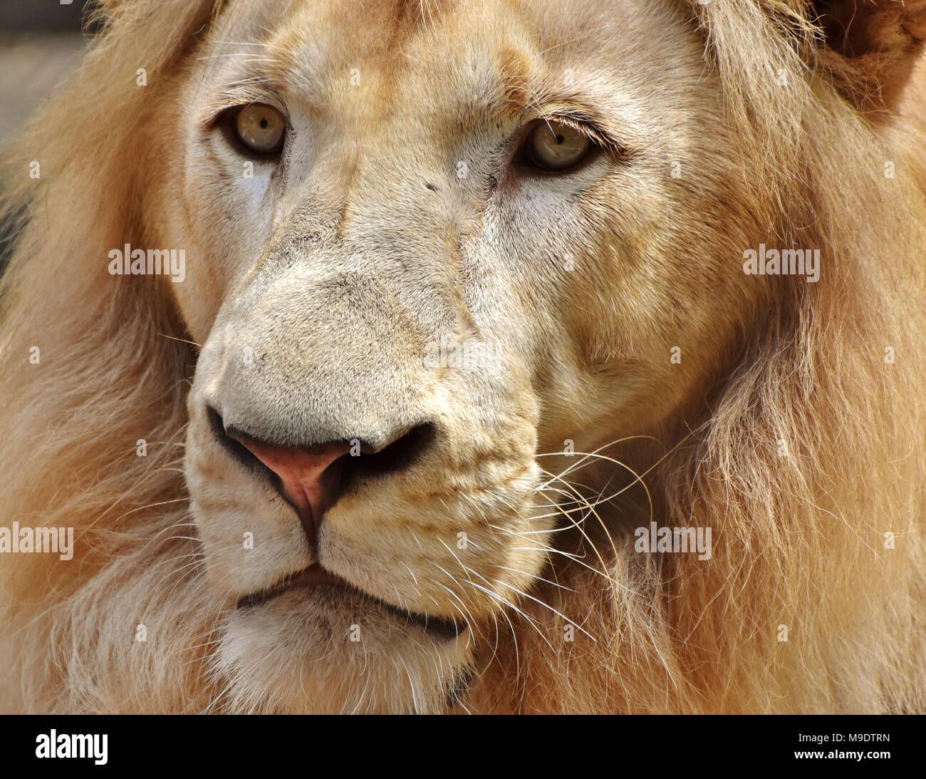 Portrait en gros plan du visage d'un homme lion (Panthera leo). Banque D'Images
