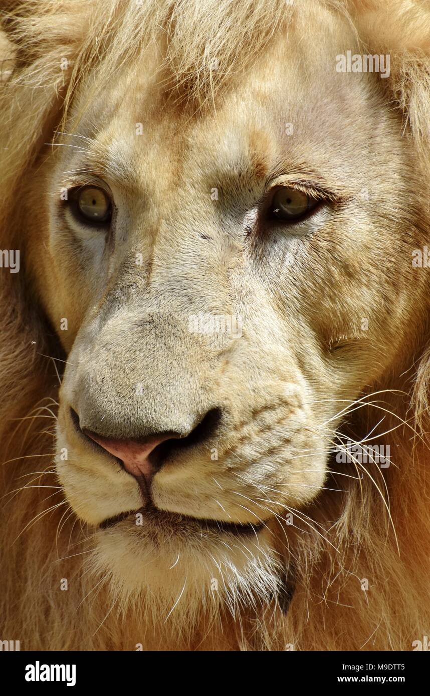 Portrait en gros plan du visage d'un homme lion (Panthera leo). Banque D'Images