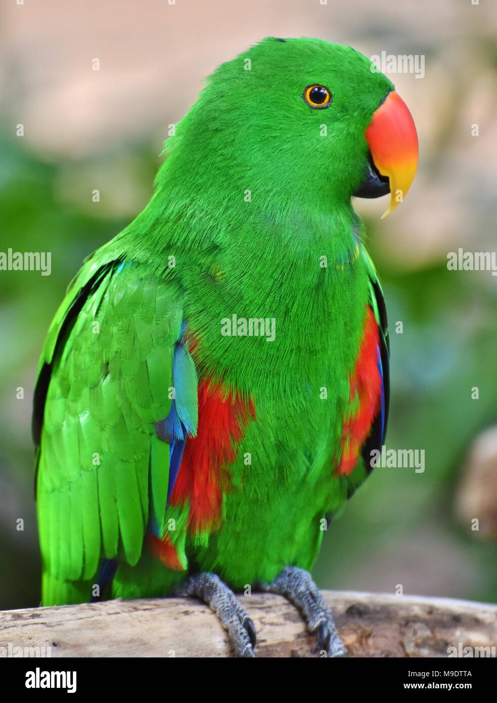Un mâle Eclectus roratus Eclectus Parrot (), qui sont trouvés dans la forêt tropicale du Pacifique Sud Banque D'Images