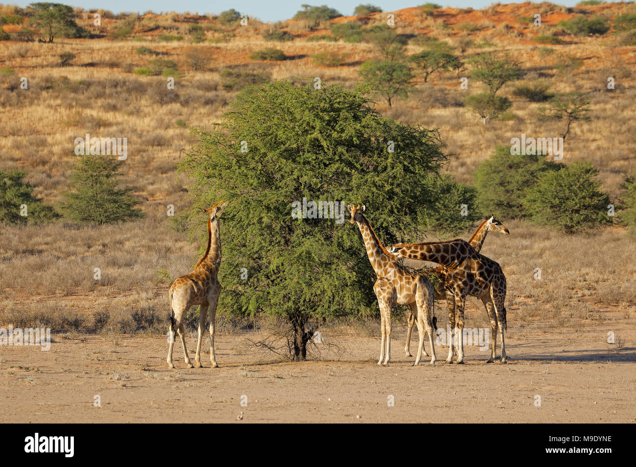 Les Girafes (Giraffa camelopardalis) se nourrissent d'une thorn tree, désert du Kalahari, Afrique du Sud Banque D'Images