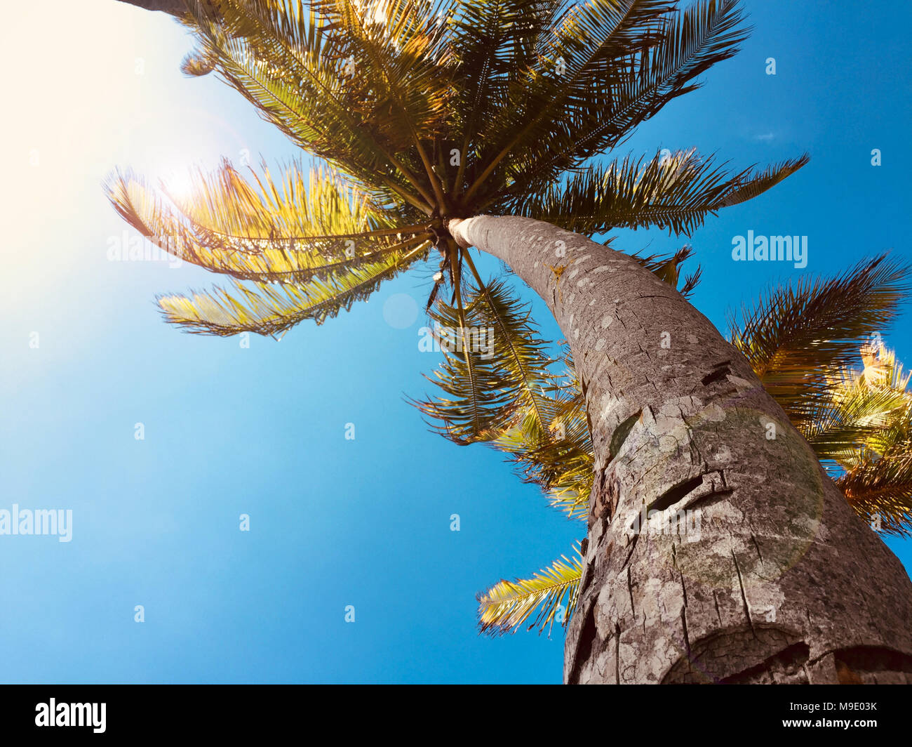 Des cocotiers sur fond de ciel bleu - tropical su temps remm Banque D'Images