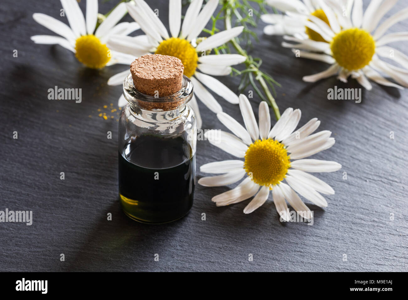 Une bouteille d'huile essentielle de camomille bleu foncé avec des fleurs de camomille dans l'arrière-plan Banque D'Images