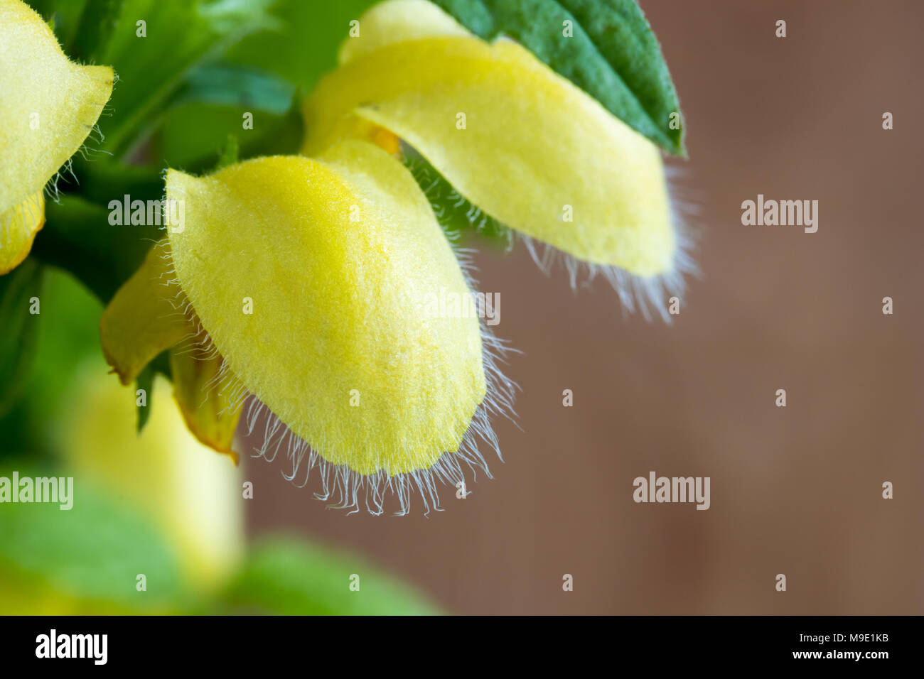 Détail de Lamium galeobdolon (Galeobdolon luteum, ou jaune) de l'archange Banque D'Images