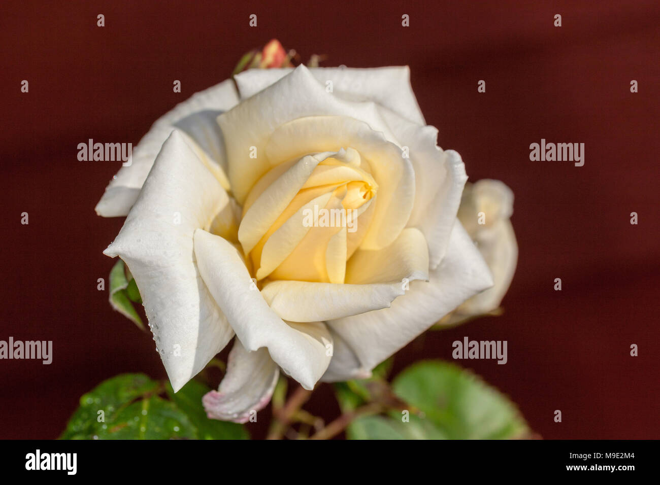 'Ilse Krohn Superior' rosier grimpant, Kordesiiros (Rosa kordesii) Banque D'Images