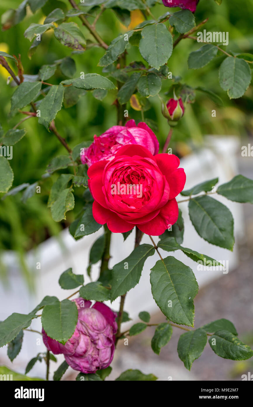 'Benjamin Britten, Ausencart' English Rose, fransk ros (Rosa) Banque D'Images