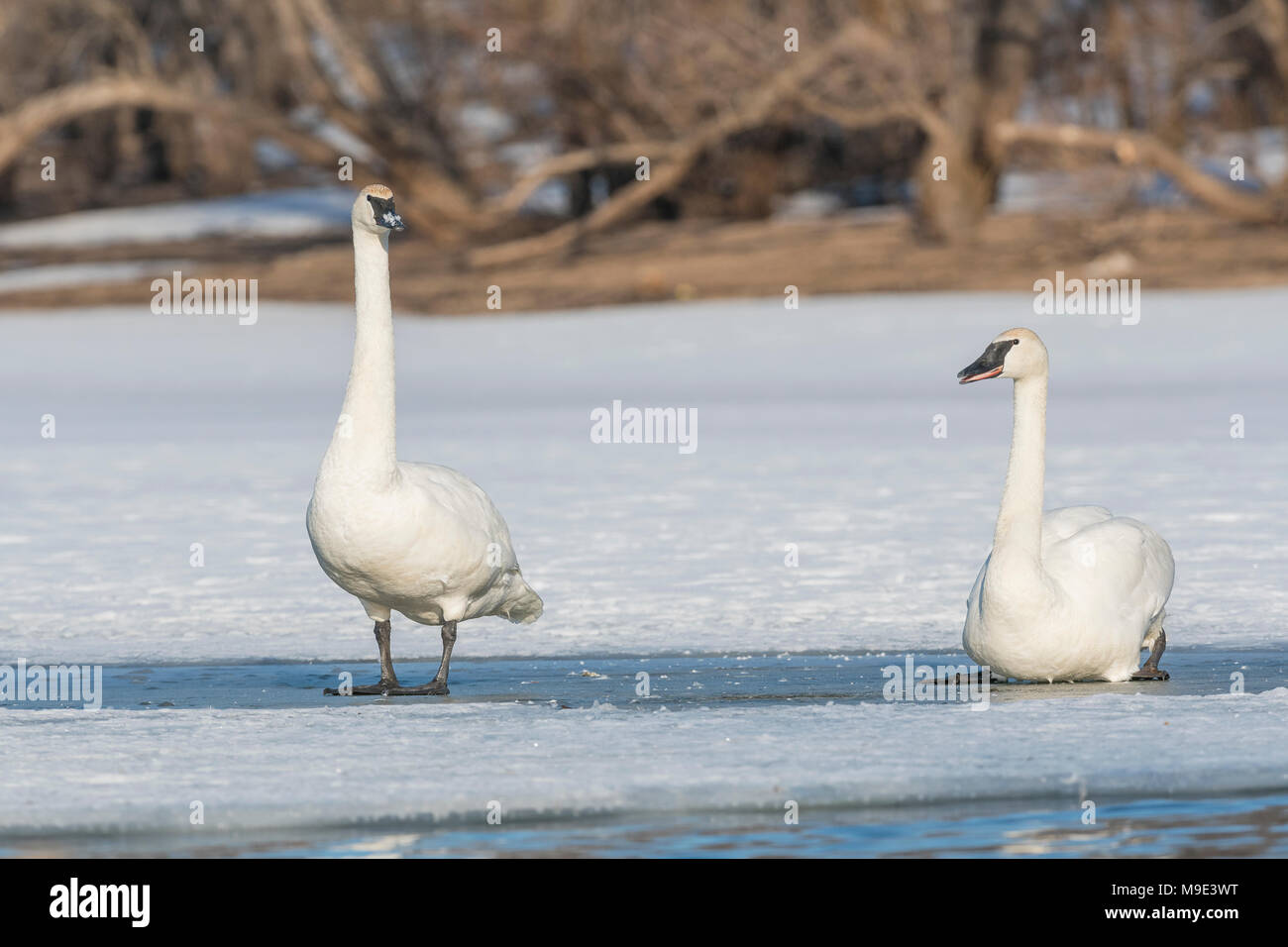 Les cygnes trompettes (Cygnus buccinator) Comité permanent sur la rivière Sainte-Croix,, Hudson, WI, USA, la fin du printemps, par Dominique Braud/Dembinsky Assoc Photo Banque D'Images