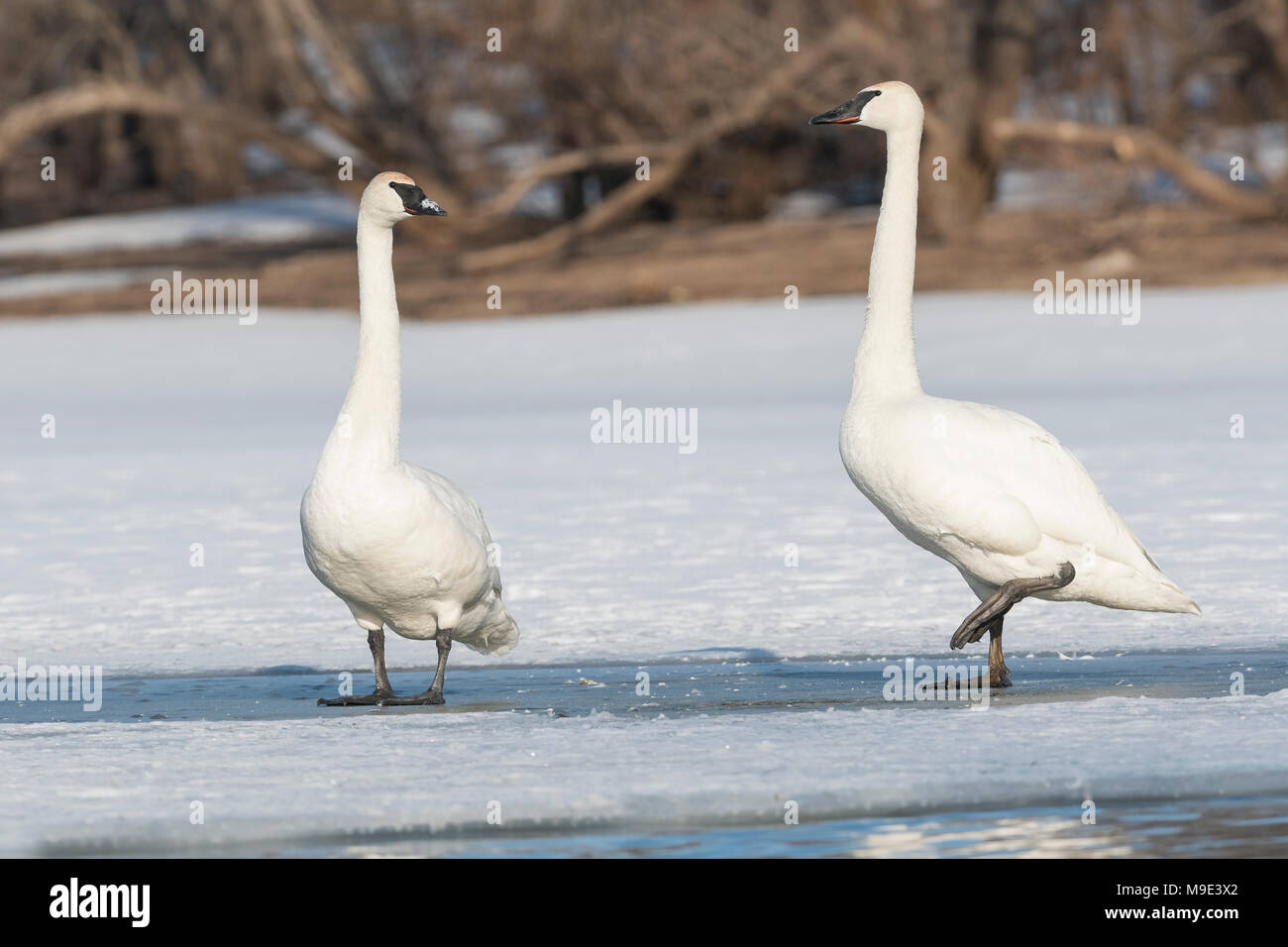 Les cygnes trompettes (Cygnus buccinator) Comité permanent sur la rivière Sainte-Croix,, Hudson, WI, USA, la fin du printemps, par Dominique Braud/Dembinsky Assoc Photo Banque D'Images