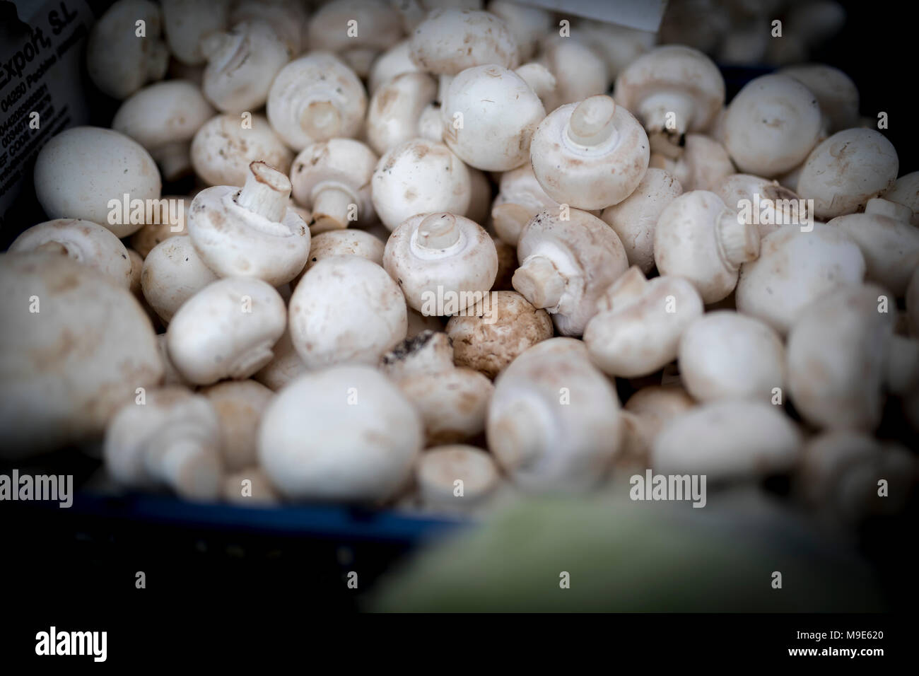 Frais, délicieux champignons bio sur un marché de fermiers stall en Angleterre, Royaume-Uni Banque D'Images