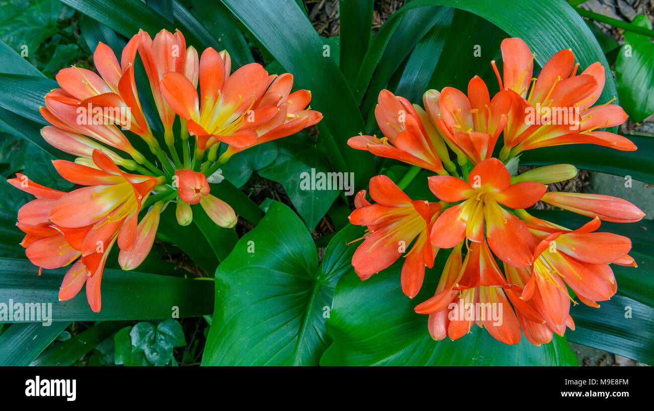 Clivia, Amaryllidaceae, Kaffir Lily, Cypress Garden, Mill Valley, Californie Banque D'Images