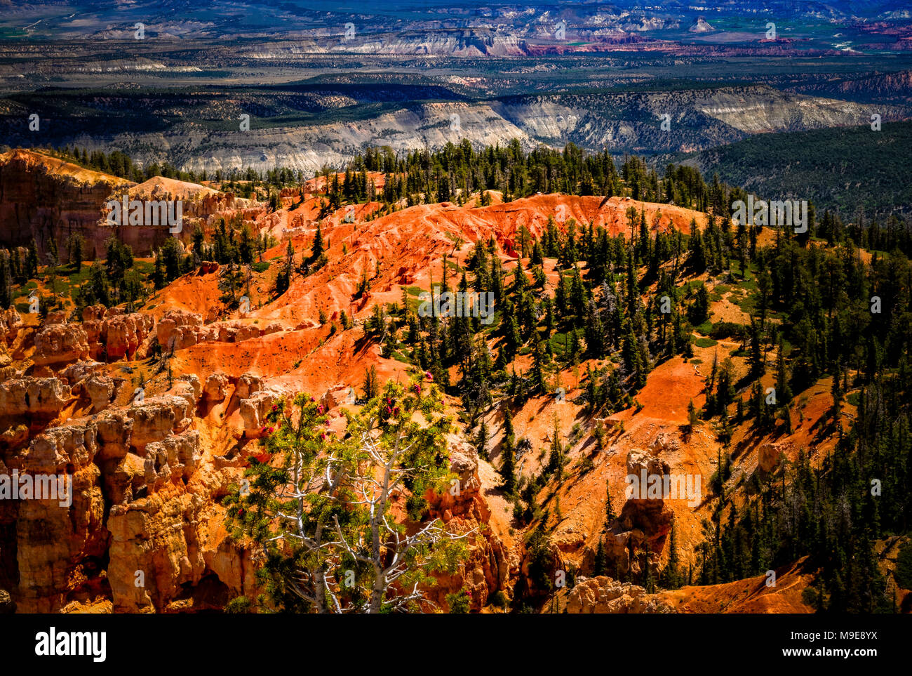 Vue panoramique étonnante de Red Rock Canyon, spires, orange et vert des collines d'arbres à l'horizon. Banque D'Images