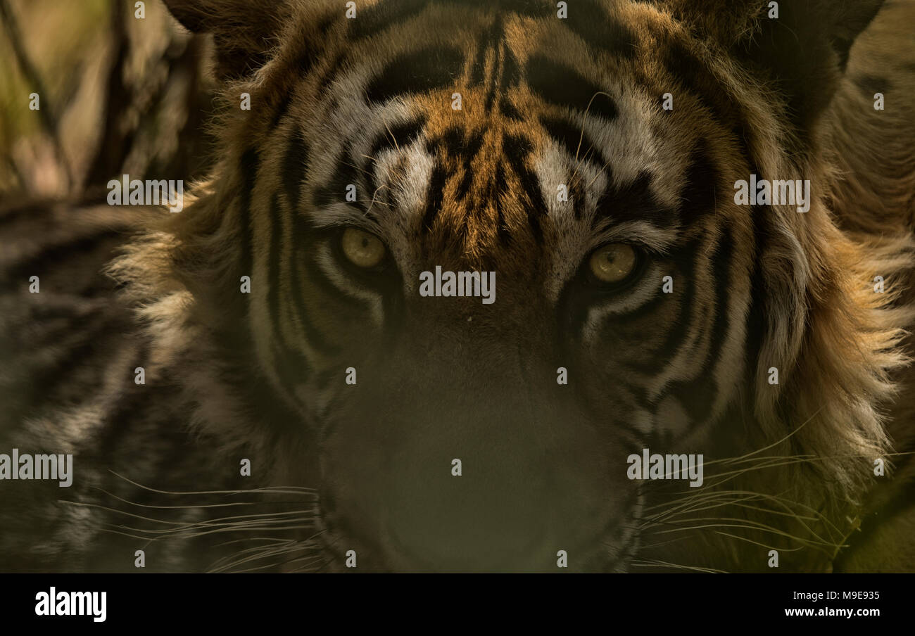 Portrait d'un tigre sauvage Parc national de Ranthambore de l'Inde Banque D'Images