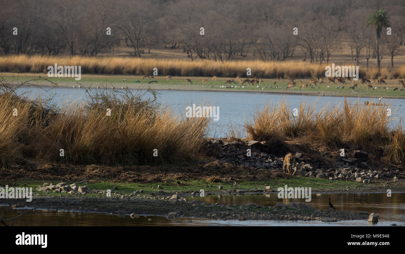 Royal tigre du Bengale en Inde au lac de Ranthambore Banque D'Images