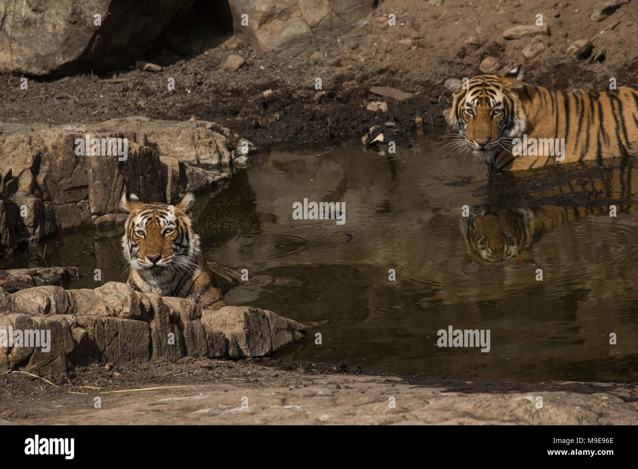Tigre du Bengale Royal avec des sous des profils cub dans le parc national de Ranthambore Banque D'Images