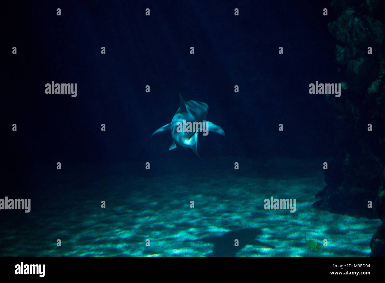 Zella-Mehlis, Allemagne - le 23 mars 2018 : un requin nage à travers un aquarium tank à Bayreuth, Allemagne. Banque D'Images