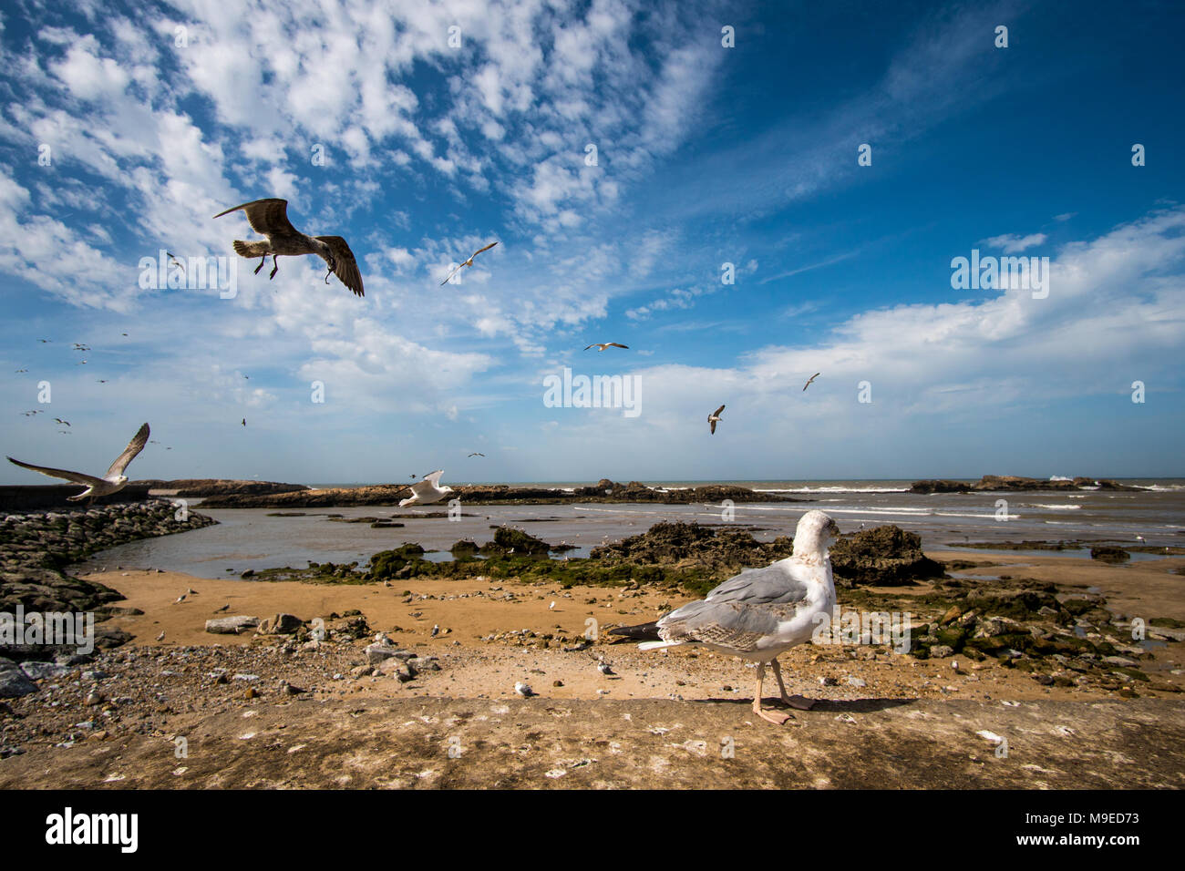 Mouette blanche debout sur un rivage rocheux à côté de la mer tandis que d'autres volent des mouettes Banque D'Images