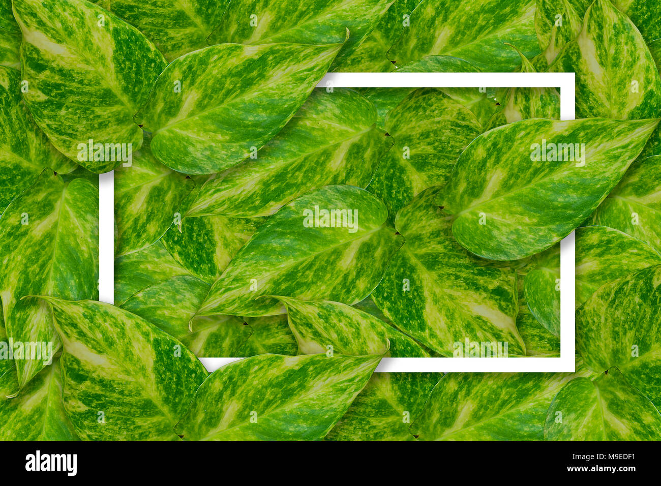 Belle feuille verte rayures de Evergreen chinois avec cadre Banque D'Images