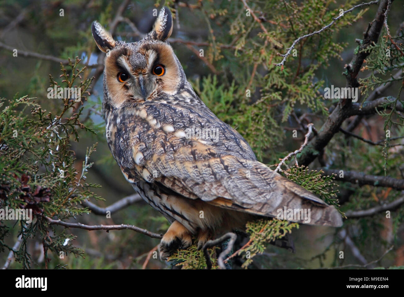 LONG-eared Owl (Asio otus) Banque D'Images
