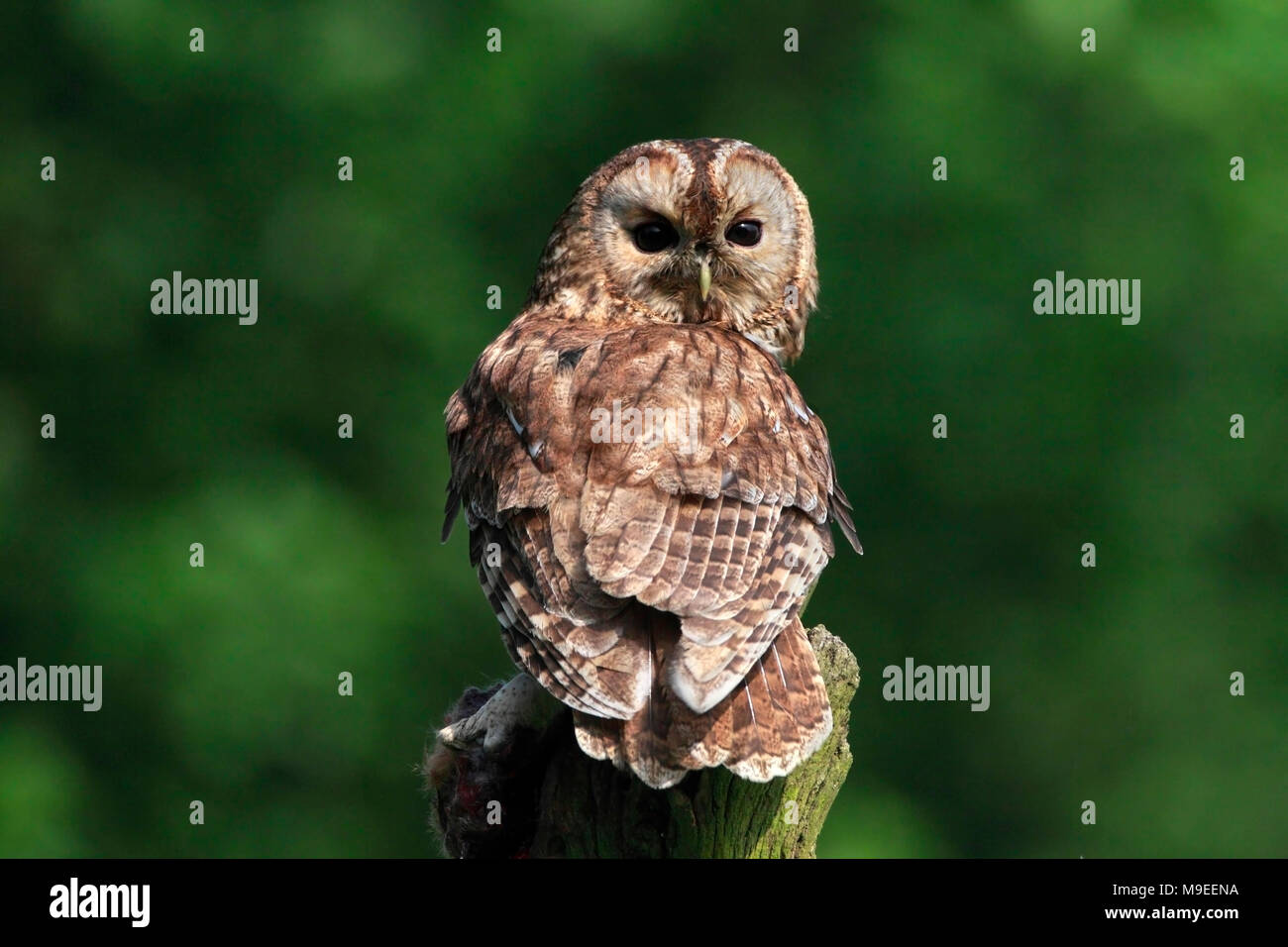 TAWNY OWL (Strix aluco) sur les terres agricoles, Royaume-Uni. Banque D'Images