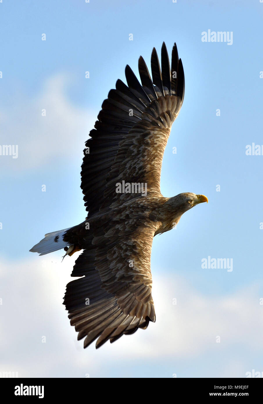 À queue blanche adultes en vol. Fond de Ciel bleu. Nom scientifique : Haliaeetus albicilla, également connu sous le nom de l'ern, erne, gray eagle, mer eurasienne Banque D'Images