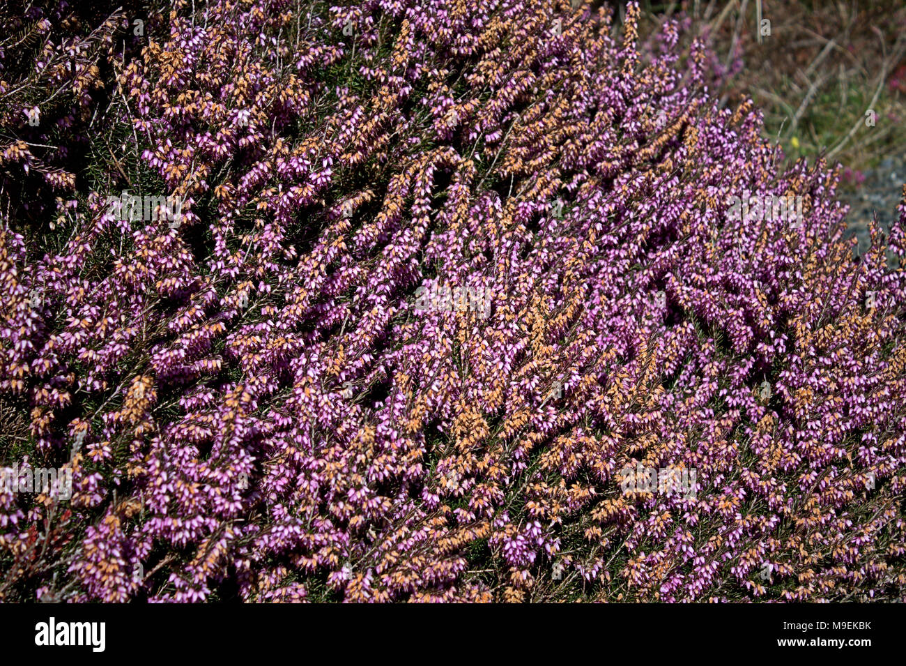 Floraison de printemps bruyère en fleur Banque D'Images